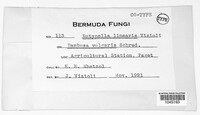 Image of Diatrype bermudensis